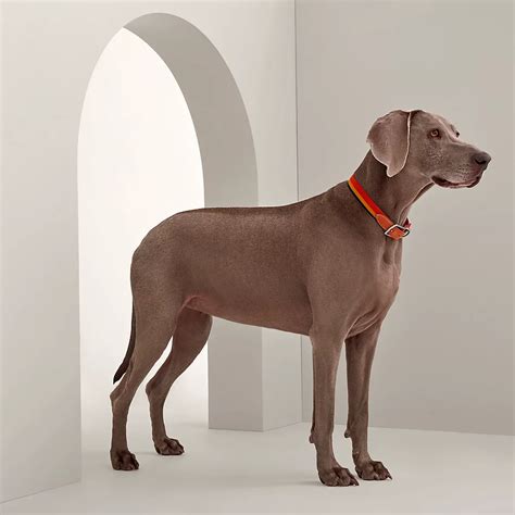 hermes dog rooster|Hermes dog collar.